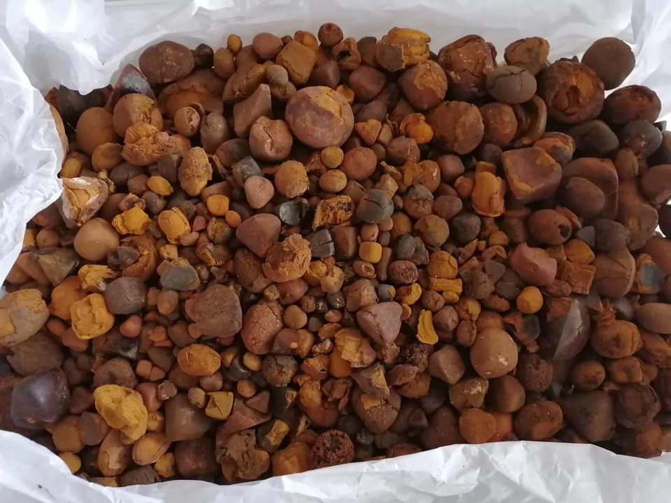 cow gallstone for sale